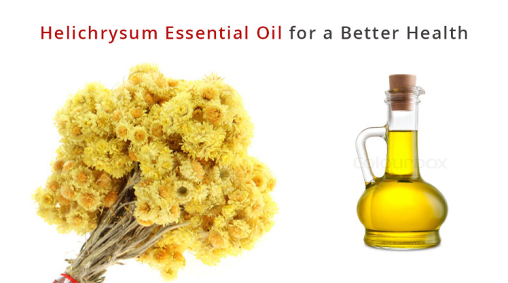 Therapeutic Properties Of Helichrysum Essential Oil For A Better Health